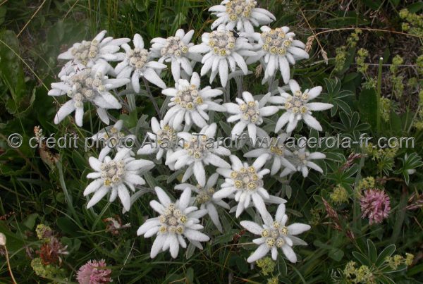 élixirs de fleurs rares