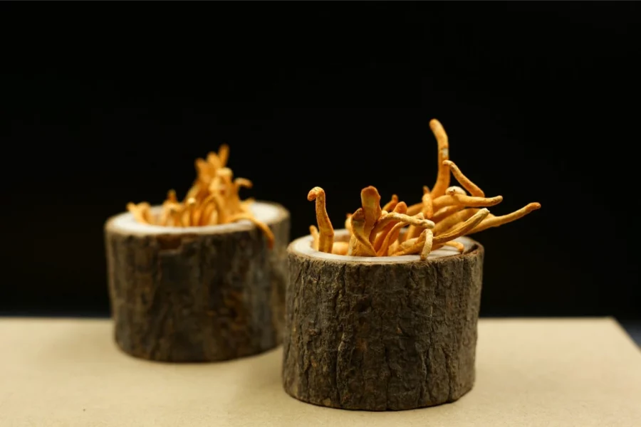 le cordyceps, acheter du cordyceps