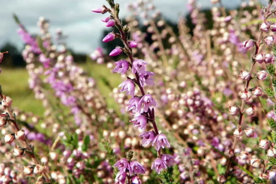 fleur de Bach heather