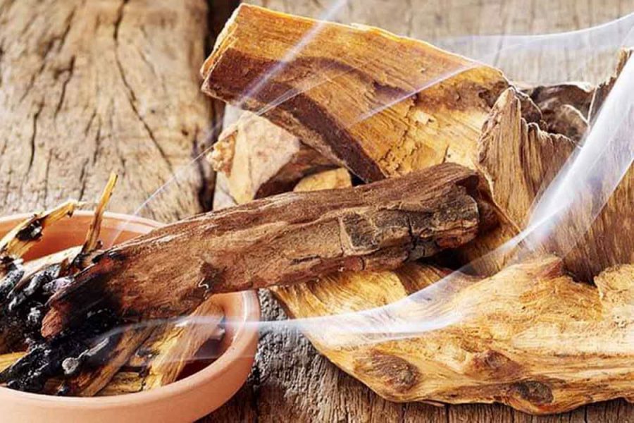 Palo santo : tout ce que vous devez savoir sur le bois sacré