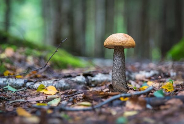 11 champignons pour notre santé