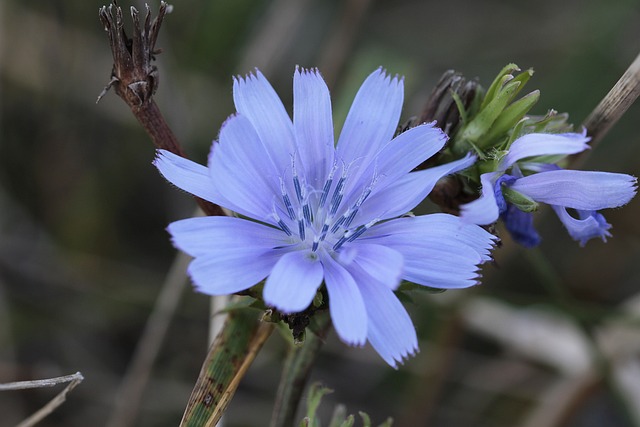 fleurs de Bach sans alcool chicory