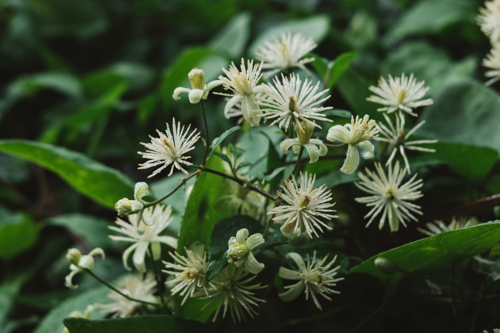 clematite 01