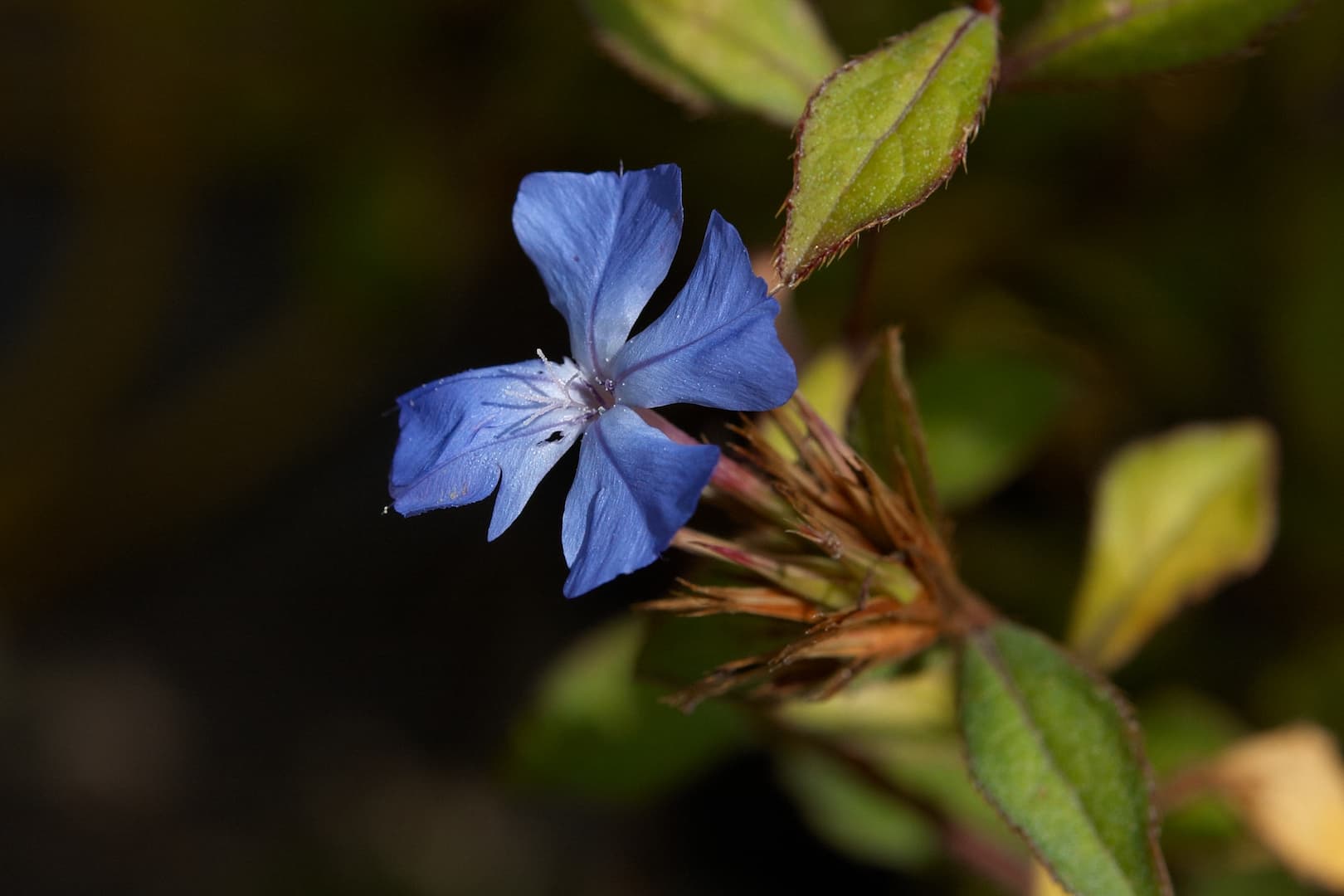 Les fleurs du Docteur Bach sans alcool 5 la naturopathie sur YouTube