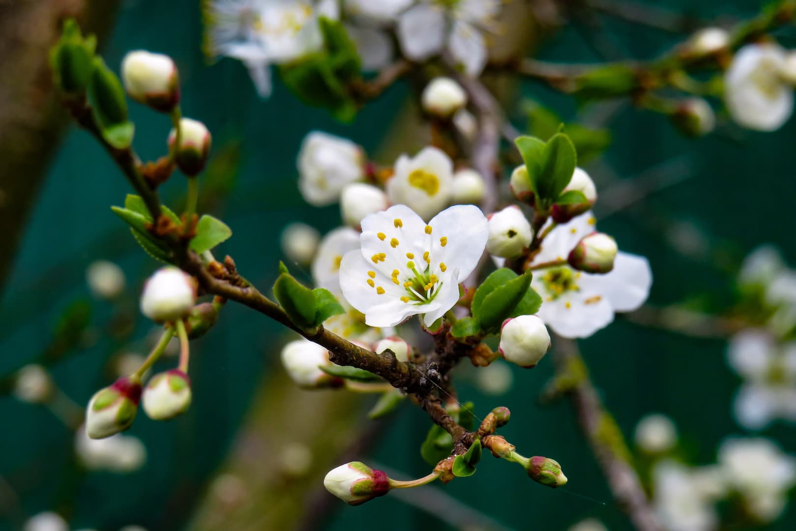 prunus 01
