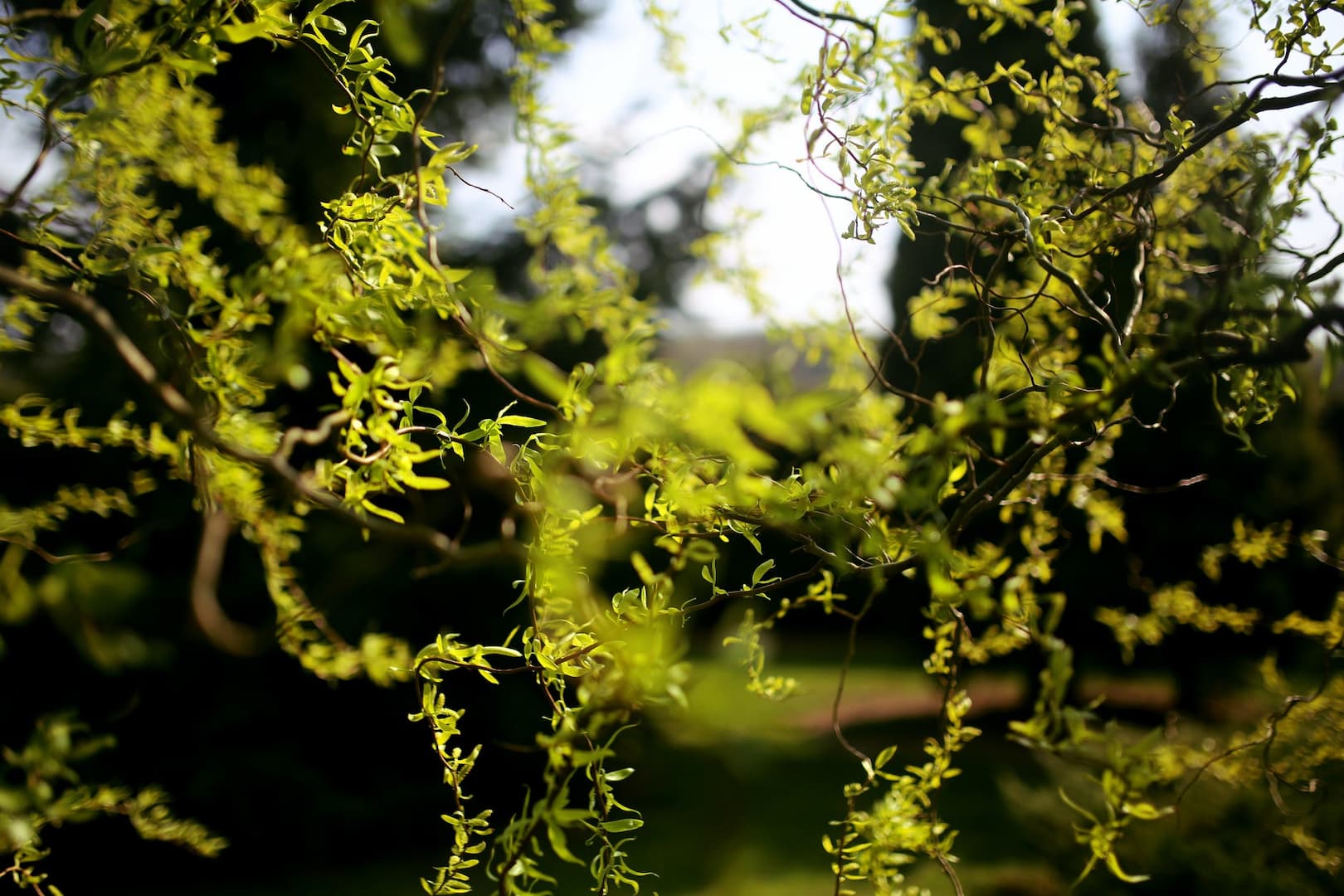 saule 01