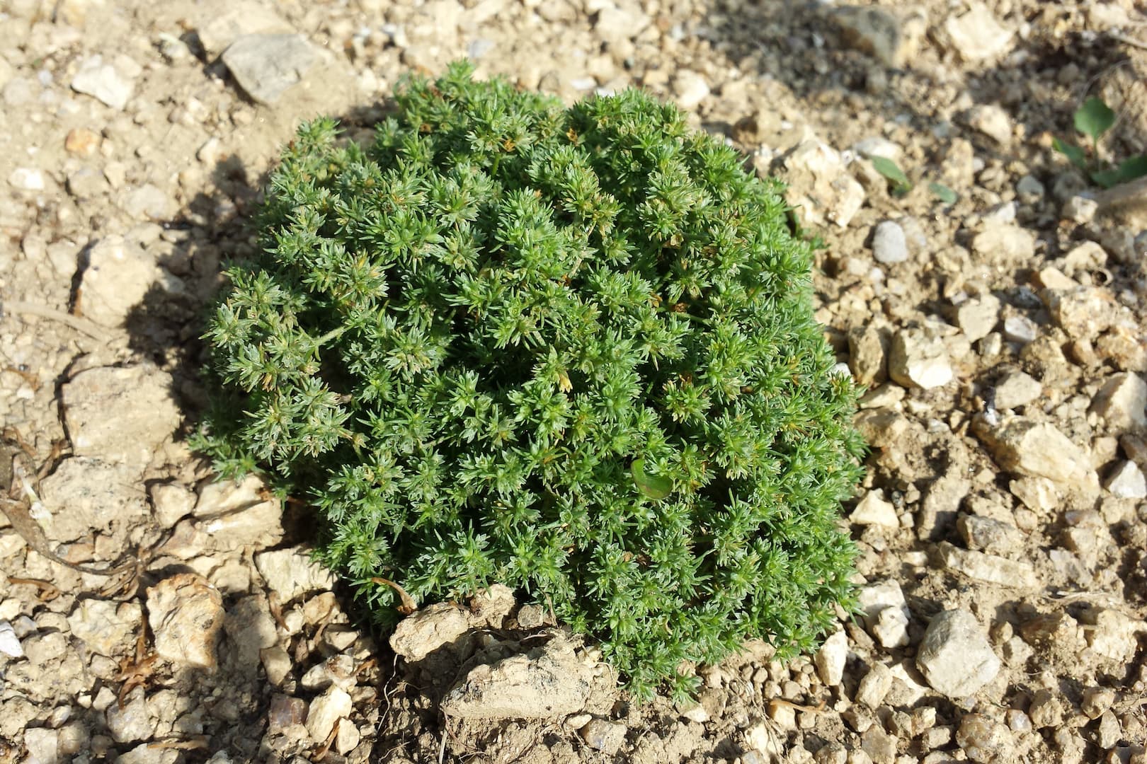 scleranthe 01