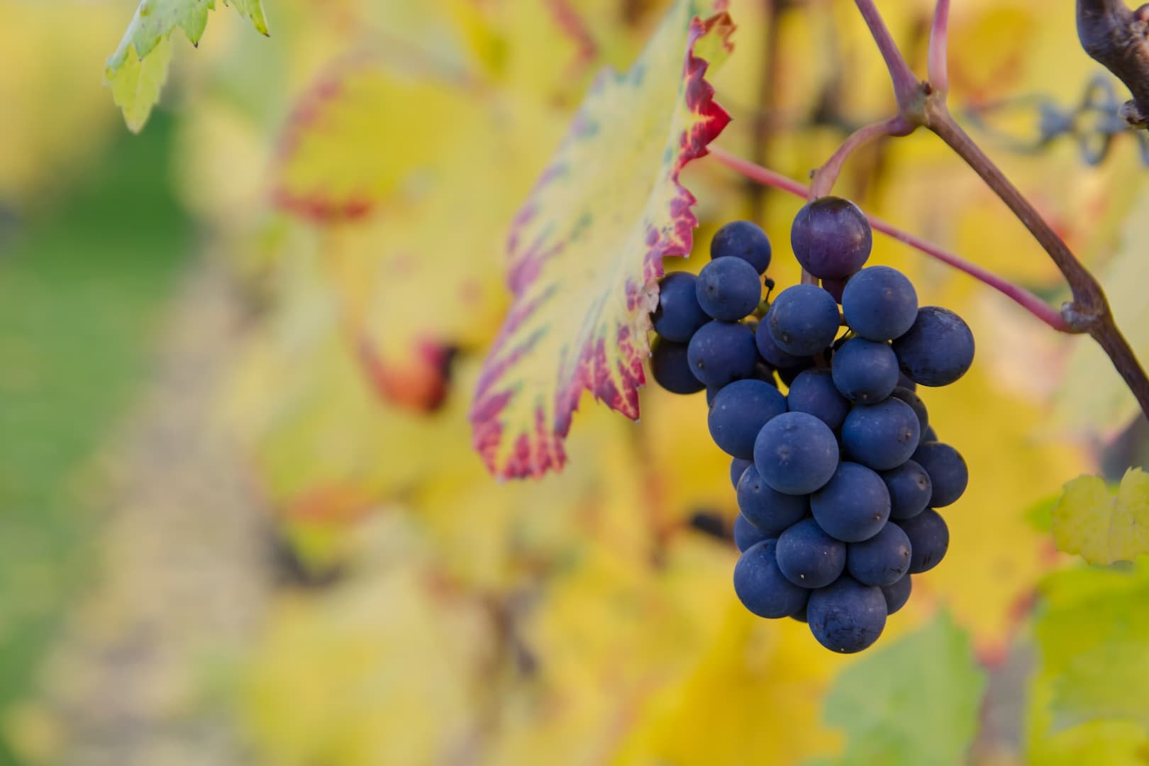 vigne rouge 01