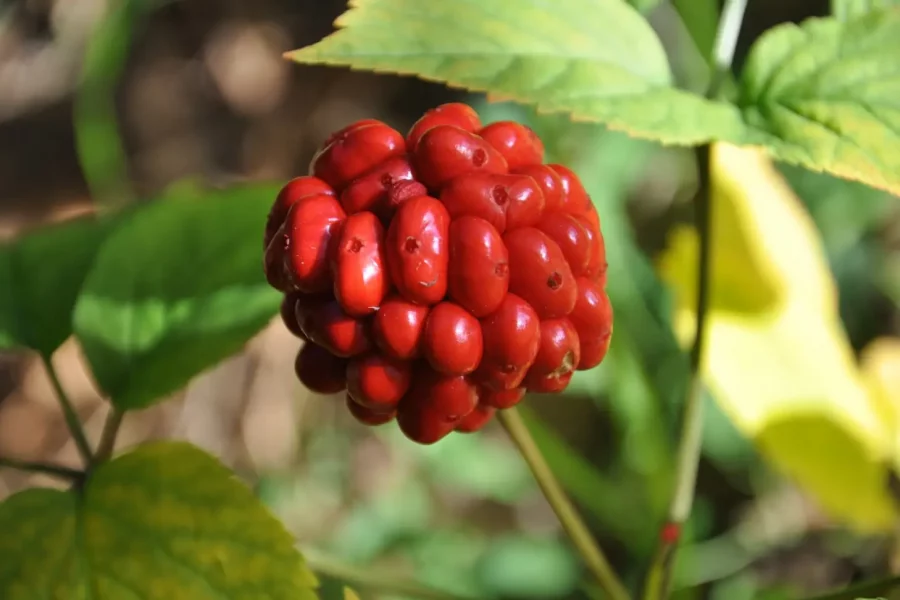 ginseng bio