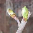 chestnut bud