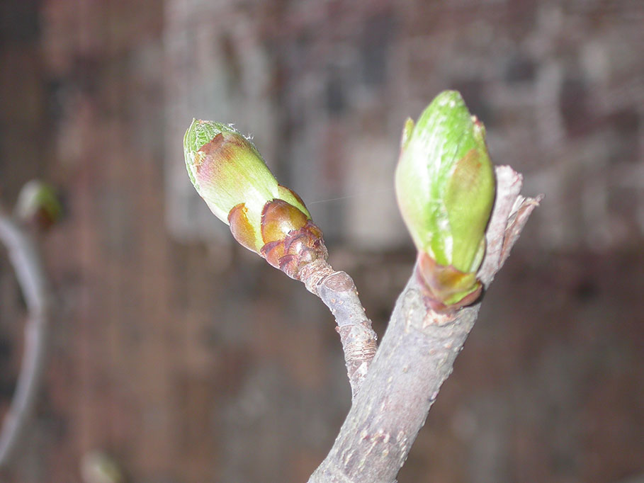 chestnut bud