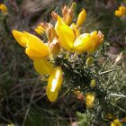 gorse