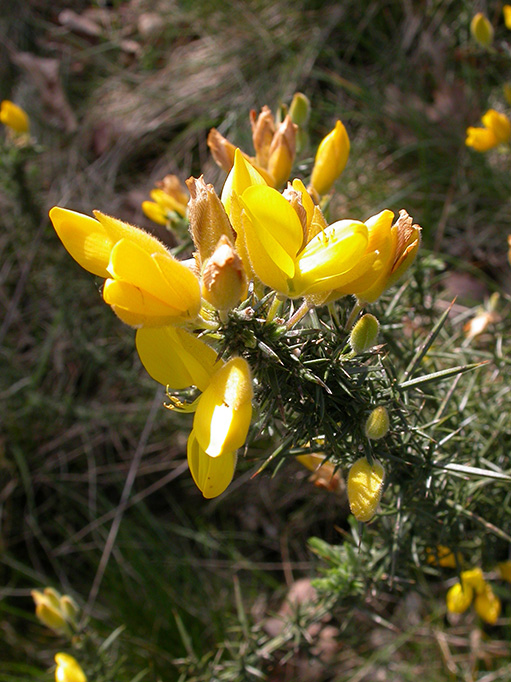 gorse