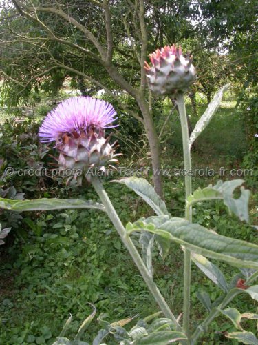 Cynara scolymus