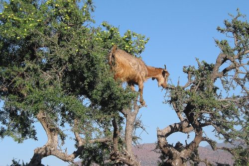 chèvre dans un arganier