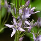 Energie des Fleurs Rares - Swertie vivace 10 ml
