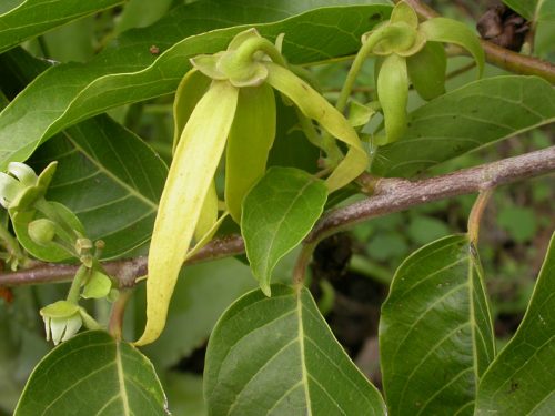 ylang ylang