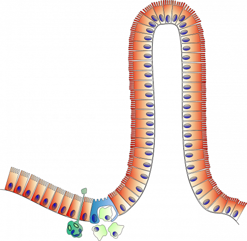 muqueuse de l'intestin grêle