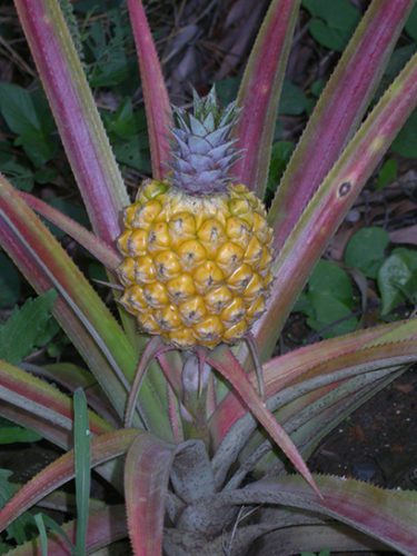 Ananas comosus