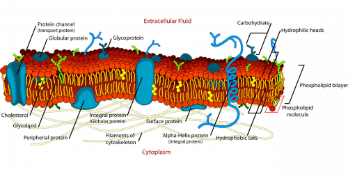 structure de la membrane cellulaire