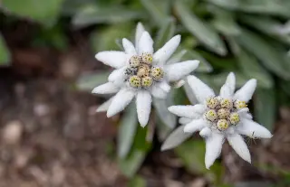 élixirs de fleurs rares edelweiss