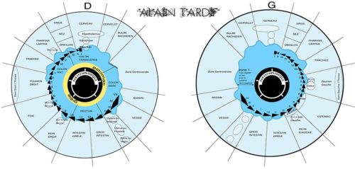 cartographie d'iridologie