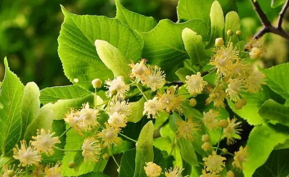 le tilleul fleur