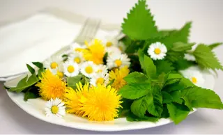phytothérapie de référence
