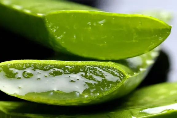 l'aloès ou Aloe vera