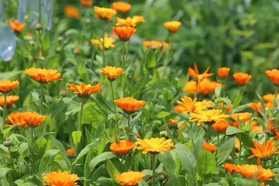 le calendula