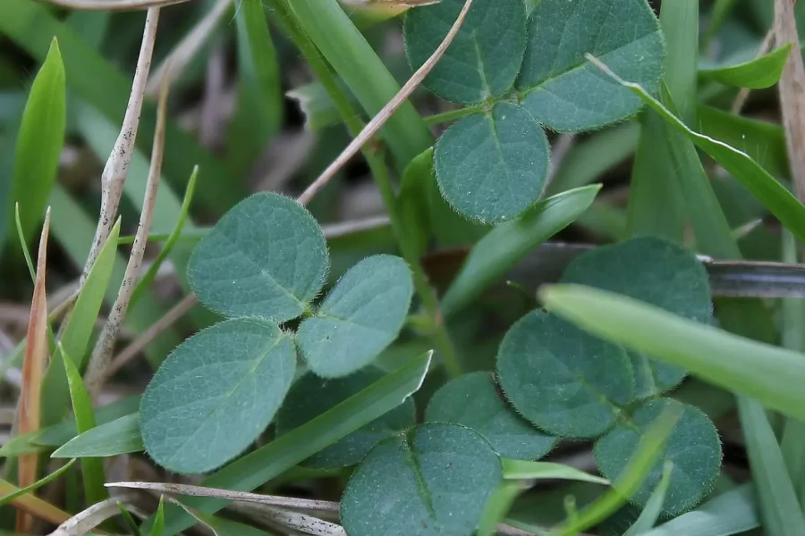 le desmodium