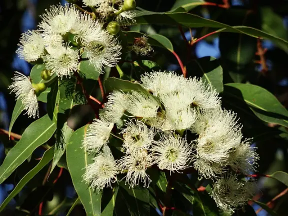 l'eucalyptus globulus, aux vertus respiratoires