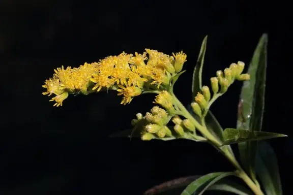 verge d'or