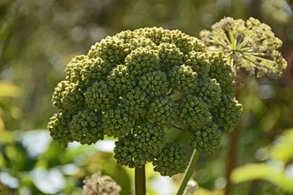 l'angélique officinale