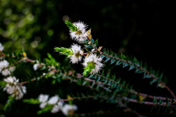 le tea tree, anti infectieux général