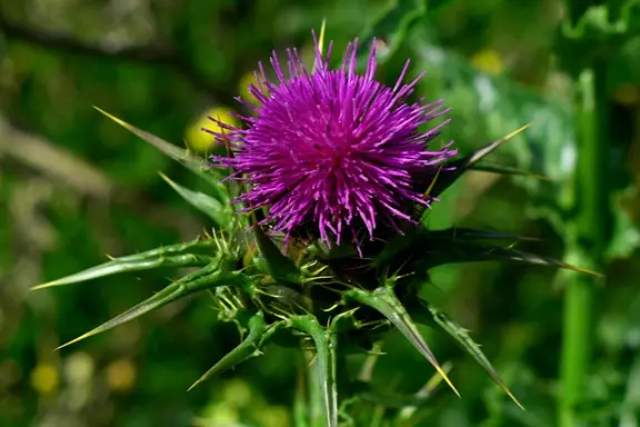 le chardon marie