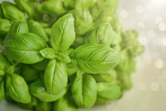le basilic, plante digestive antispasmodique
