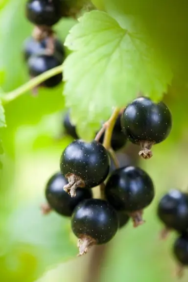 le cassis ou Ribes nigrum