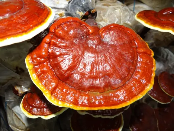 le reishi ou ganoderma lucidum