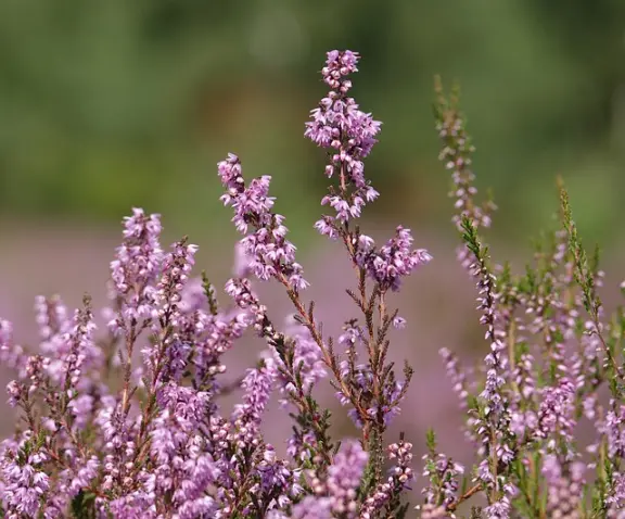 la bruyère, plante des reins