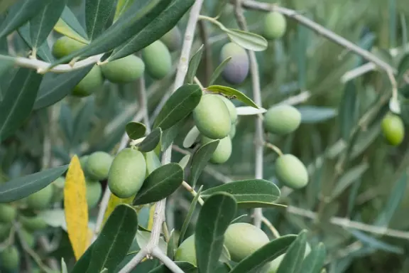 l'olivier ou Olea europaea