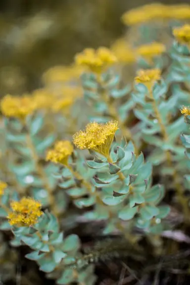 rhodiola rosea ou la rhodiole