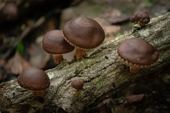 le shiitake sauvage