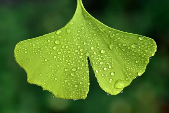 le ginkgo biloba
