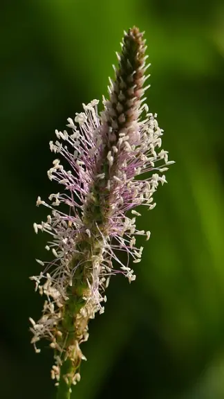le plantain majeur ou plantago major