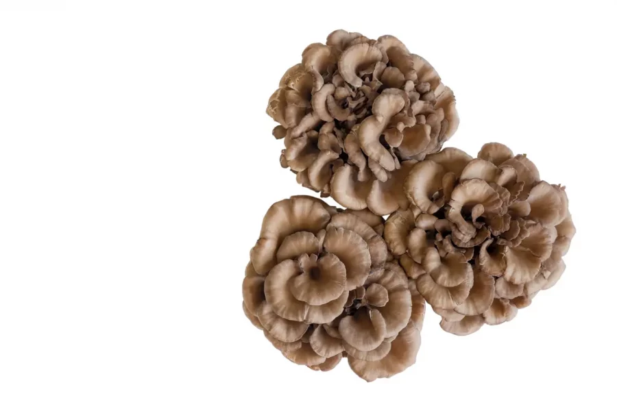 le maitake ou grifola frondosa