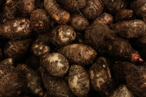 des rhizomes de yam mexicain